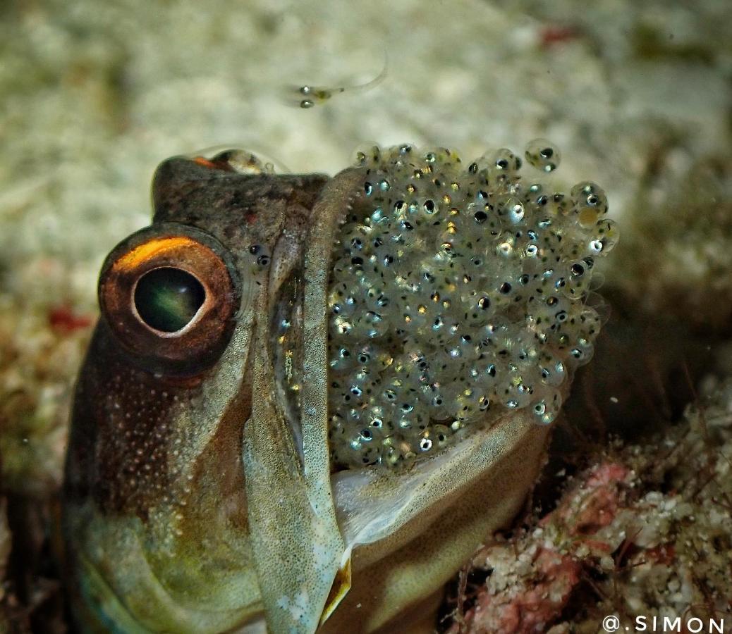 K2 Lembeh Dive Resort Bitung Zewnętrze zdjęcie