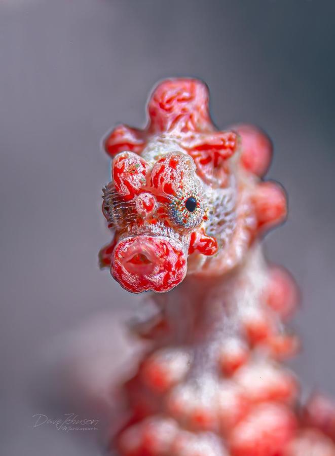 K2 Lembeh Dive Resort Bitung Zewnętrze zdjęcie