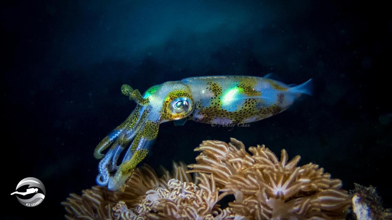 K2 Lembeh Dive Resort Bitung Zewnętrze zdjęcie